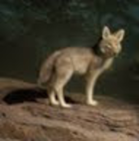 Meet your Posher, Ansley - Picture 1 of 1